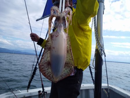 ひな丸 釣果