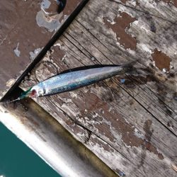 海龍丸（石川） 釣果