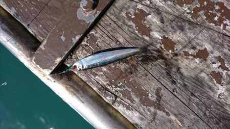 海龍丸（石川） 釣果