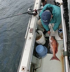 第二清洋丸 釣果