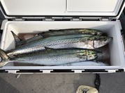 NAGASHIMA MARU(永島丸) 釣果