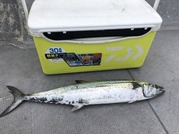 ＮＡＧＡＳＨＩＭA ＭＡＲＵ（永島丸） 釣…