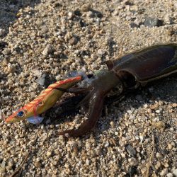 エギのフォール姿勢がよく真っ直ぐ沈む！がまかつ  LUXXE（ラグゼ）エヴォリッジ エギング　レポート