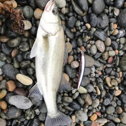 釣れない釣りが好き！？ 北三陸では幻と言われている（いた）魚、シーバスを狙う【たっつん氏連載 vol.4】