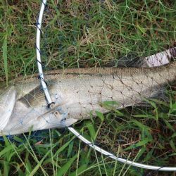 淀川シーバスレポート！大阪での初ルアーフィッシングに大満足【tkc_exp氏連載 vol.4】