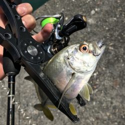 ギガアジを求めて四国アジング釣行【とぴきんぐ氏連載 vol.2】