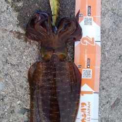 飛距離とダート性能に驚きました LUXXE（ラグゼ）エヴォリッジ エギングレポート