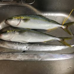 電動ジギングにも好相性☆メガバススラッシュビートインプレッション