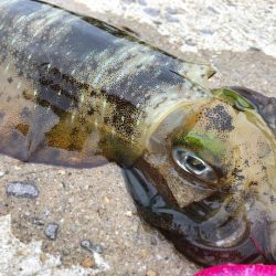 佐賀県 9月エギング釣行記　【ゆう10氏連載 vol.3】