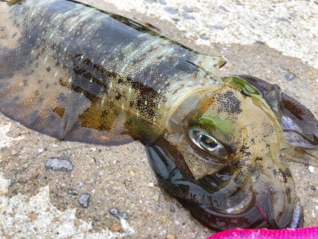 佐賀県 9月エギング釣行記　【ゆう10氏連載 vol.3】