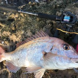 大型魚の夢に溢れる長崎県北・平戸の地磯をベイトタックル１本で巡る【ずん氏連載 vol.3】