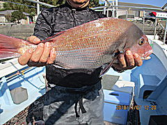 遊漁船 未紗奈 釣果