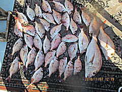 遊漁船 未紗奈 釣果