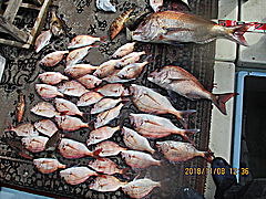 遊漁船 未紗奈 釣果