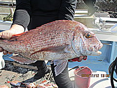 遊漁船 未紗奈 釣果