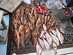 遊漁船 未紗奈 釣果