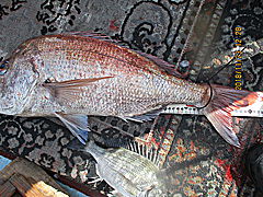 遊漁船 未紗奈 釣果