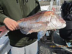 遊漁船 未紗奈 釣果