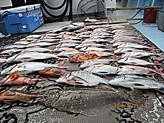 遊漁船 未紗奈 釣果