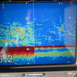 ジギング船 BLUEWATER 釣果