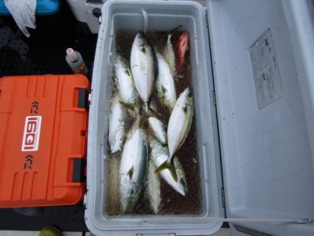 ジギング船 BLUEWATER 釣果