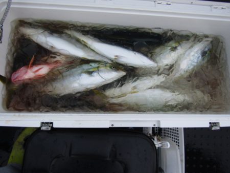 ジギング船 BLUEWATER 釣果