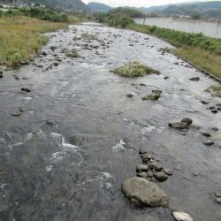狩野川(狩野川漁業協同組合) 釣果