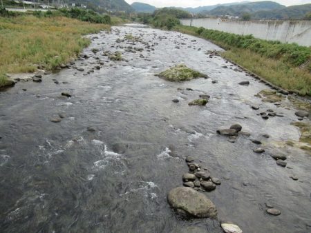 狩野川(狩野川漁業協同組合) 釣果