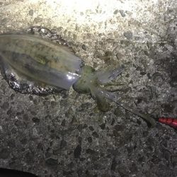 中紀で秋イカ、もうそろそろ中紀のエギングも終盤か、、、。