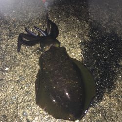 中紀のエギングでアオリイカにヒラメにタコｗ