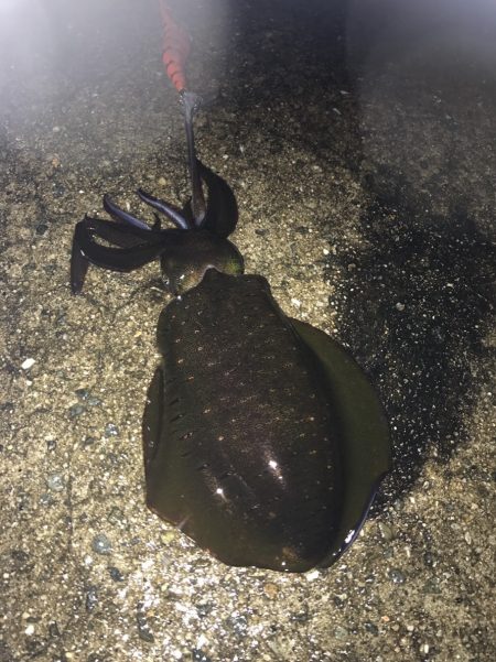 中紀のエギングでアオリイカにヒラメにタコｗ…