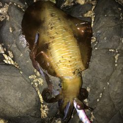 エギングでなんとかアオリイカゲットin激シブの南紀