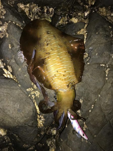 エギングでなんとかアオリイカゲットin激シ…