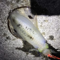 秋イカエギングでアオリイカ。急にサイズと数が減った気が、、、