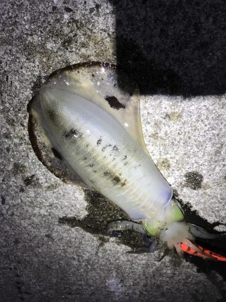 秋イカエギングでアオリイカ。急にサイズと数…