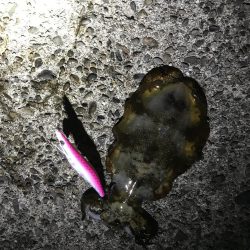 状況激シブの中エギングでアオリイカin北西風の中紀