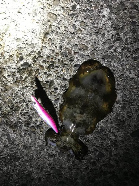 状況激シブの中エギングでアオリイカin北西…