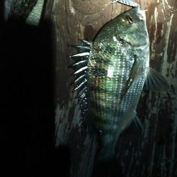 浜名湖 クロダイ シーバスは釣れず