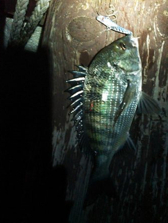 浜名湖 クロダイ シーバスは釣れず