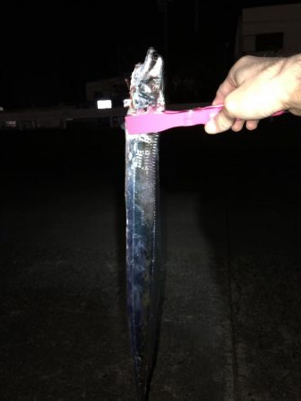 タチウオその他