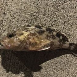 なんとかアジ発見