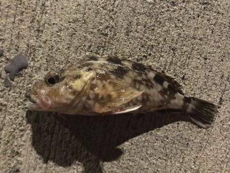 なんとかアジ発見