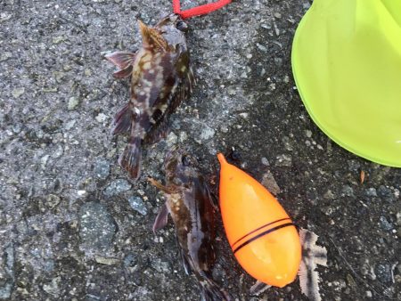 なんとかガシラ