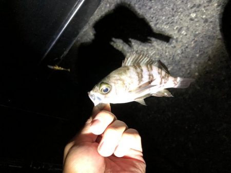 短時間、メバリング‼︎