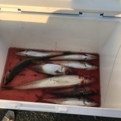 タチウオ何処行った？