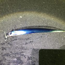 がんばれ！横浜タチウオ