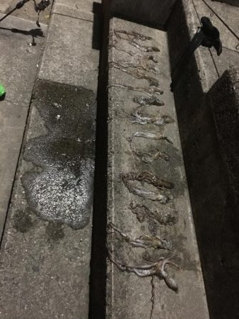 ヒイカ釣りに来たのにはずが....