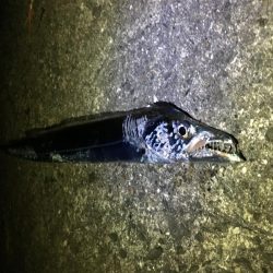 ブリには届かず。