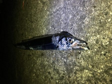 ブリには届かず。