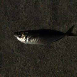 アジ釣り